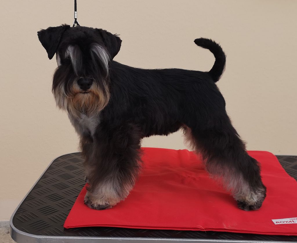 Les Schnauzer miniature de l'affixe De La Fermette Des Brindeaux