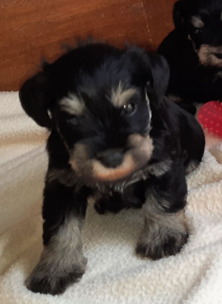 chiot Schnauzer miniature De La Fermette Des Brindeaux