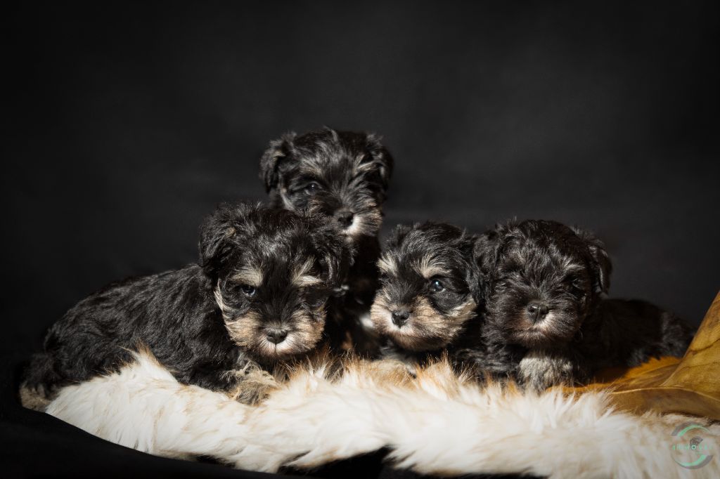 chiot Schnauzer miniature De La Fermette Des Brindeaux