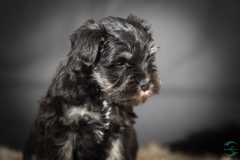 De La Fermette Des Brindeaux - Chiot disponible  - Schnauzer miniature