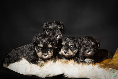 De La Fermette Des Brindeaux - Schnauzer miniature - Portée née le 01/12/2024