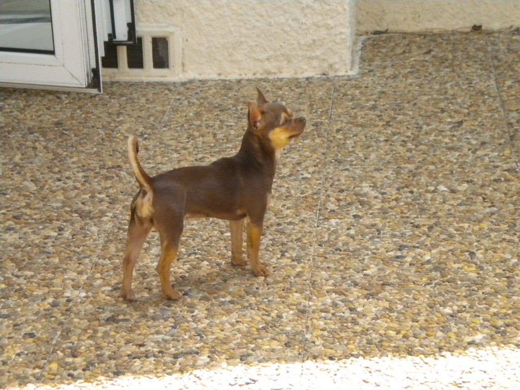 Fiby du royaume des petis anges